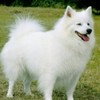 AMERICAN_ESKIMO_DOG