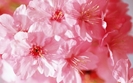 flori roz