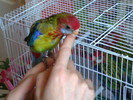 rosella1