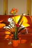 CLIVIA
