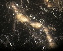 T27.5_30xb