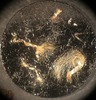 T27_20x