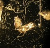 T12.1_40x asta