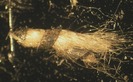 T12.1_50xb