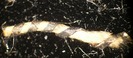 T12.3_50x
