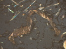 T11.2_5x Epi Pol