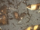 T12.1_5x Epi pol