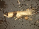 T12.2_5x Epi pol