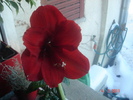 amaryllis