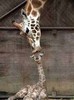 108_animale