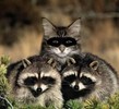 206_animale