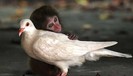 231_animale