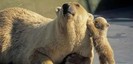 236_animale