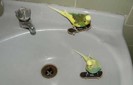 387_animale