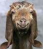 392_animale