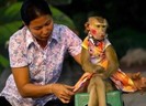 395_animale