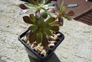 Aeonium var. atropurpureum