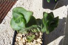 Crassula conjuncta