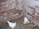 Picture 011