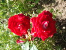 DSCF3548