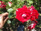 DSCF3549