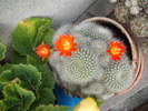 DSCF3555