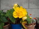 DSCF3557