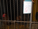 DSCN3068