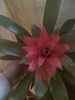 guzmania