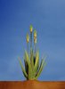 aloe_plant_for_web