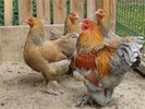 brahma