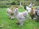 brahma diferite culori