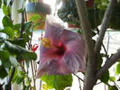 hibiscus  februarie 2011-3