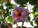 hibiscus februarie 2011-5