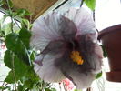 hibiscus februarie2011-7