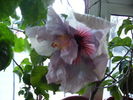 hibiscus  februarie2011-8