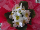primula alba