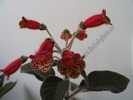 Kohleria Multifolia 7
