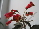 Kohleria Multifolia 9