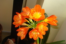 CLIVIA
