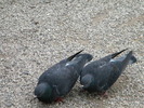 DSCN6719