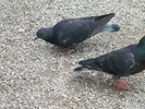 DSCN6720