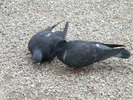 DSCN6721