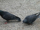 DSCN6722