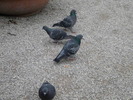DSCN6724