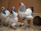 DSCN3632