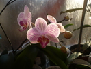 P1060081