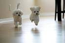 adorable-puppies
