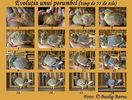 Evolutia porumbelului timp de 55 de zile