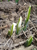 Snowdrops (2011, February 16)